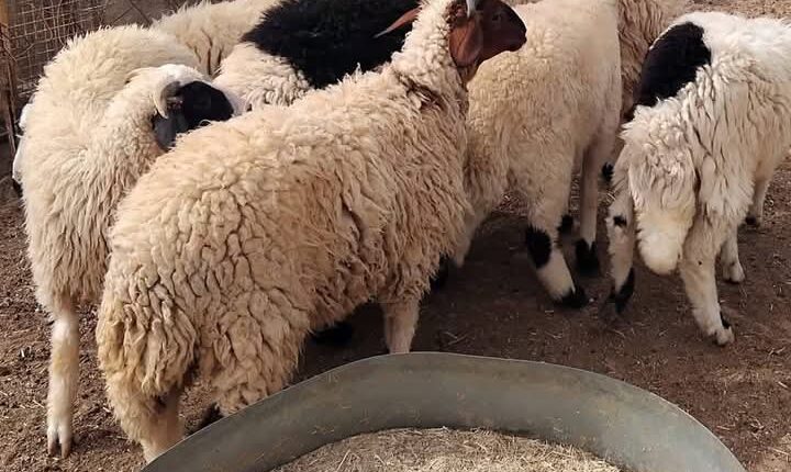 أسعار الأضاحي والخراف