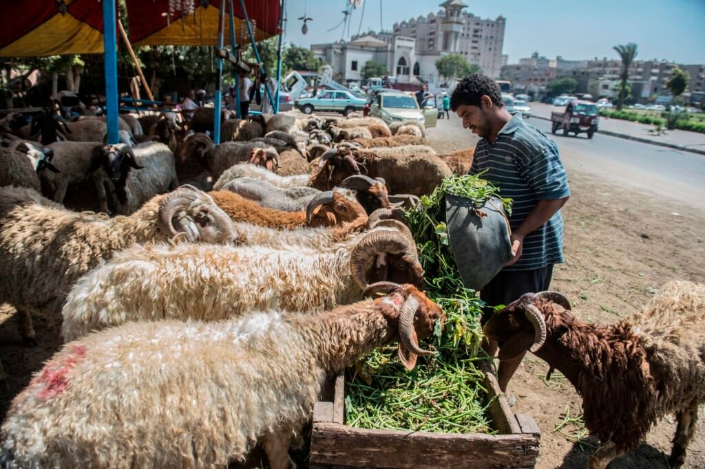 الاضاحي