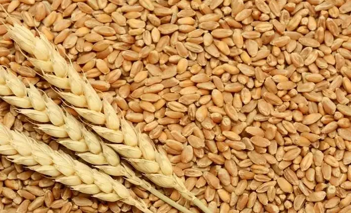القمح البلغاري