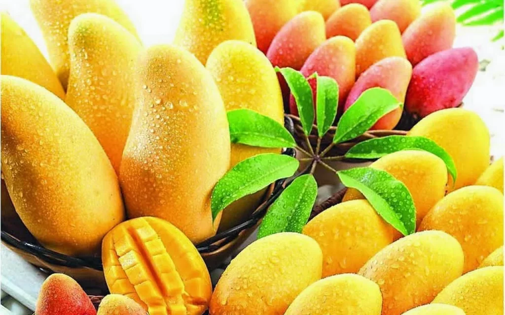 أسعار المانجو اليوم