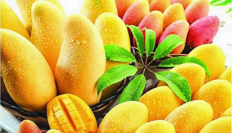 أسعار المانجو اليوم