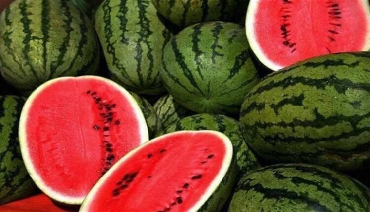 أسعار البطيخ
