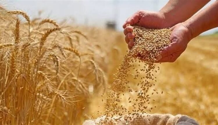توريد القمح