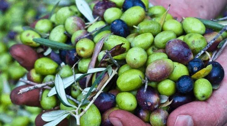 أسعار الزيتون الأخضر